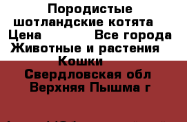 Породистые шотландские котята. › Цена ­ 5 000 - Все города Животные и растения » Кошки   . Свердловская обл.,Верхняя Пышма г.